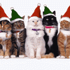 Cute Christmas Cats 1